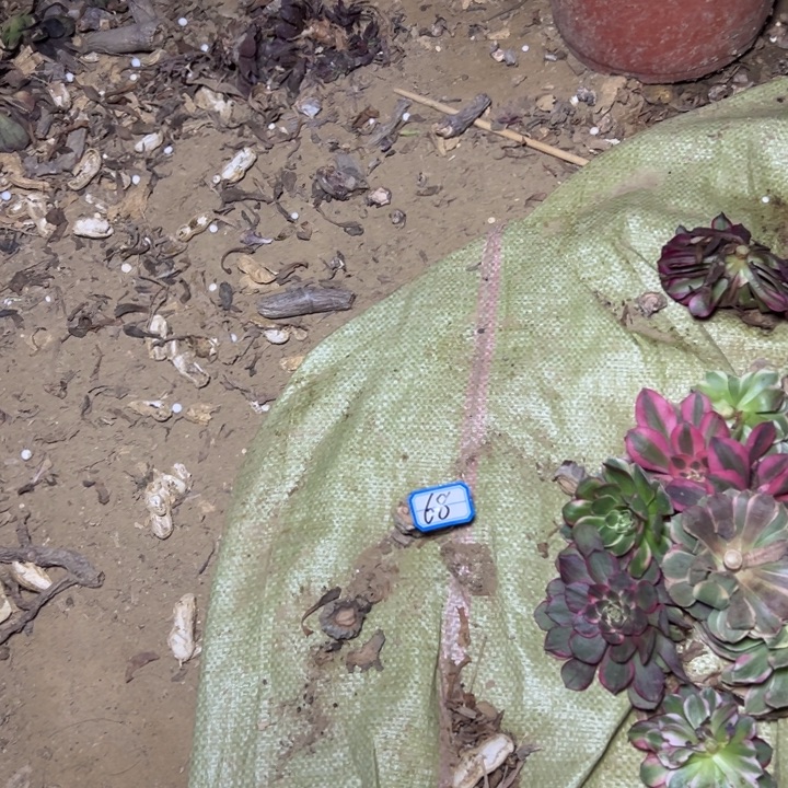 多肉植物快递费68