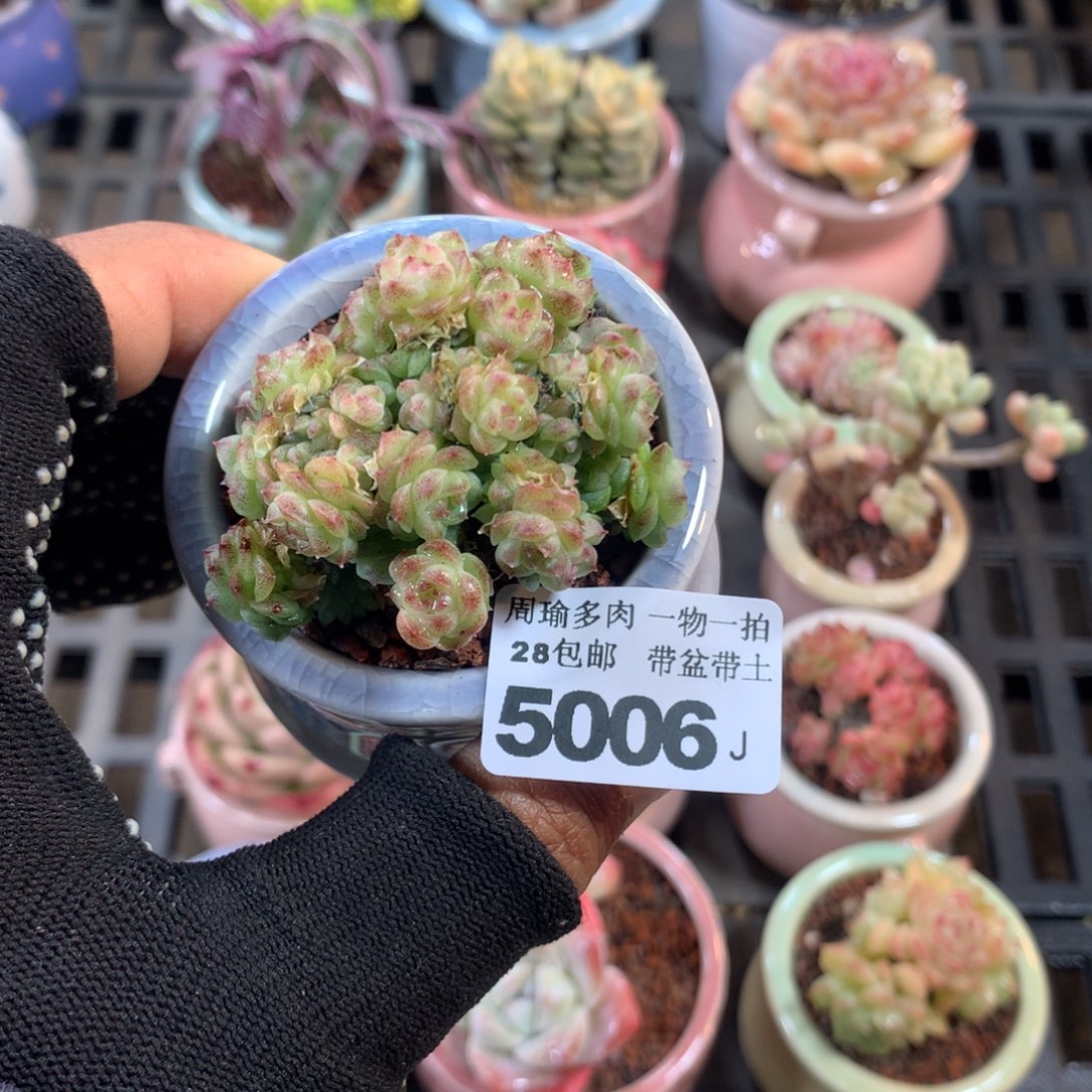 精控多肉植物5006