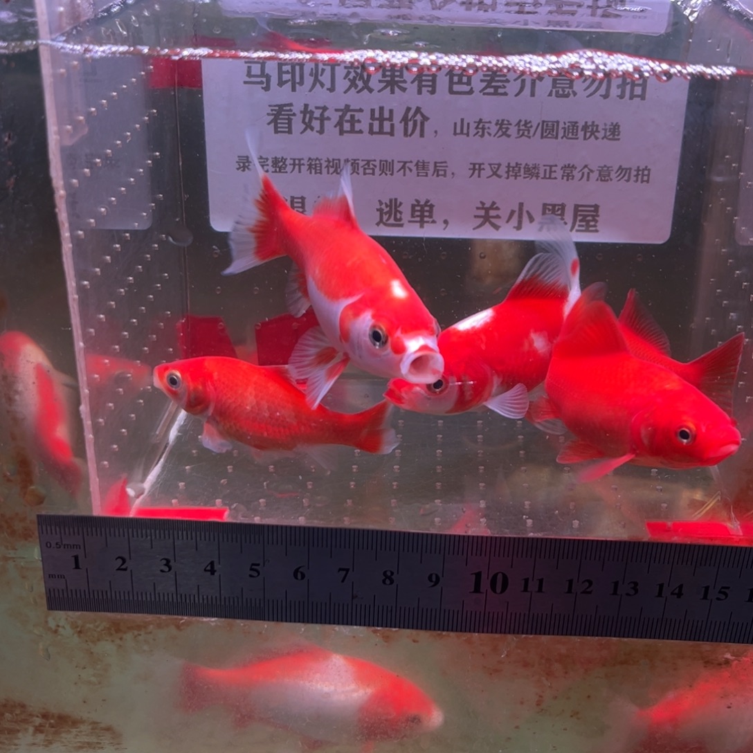 海水鱼163号一组5条短尾草金