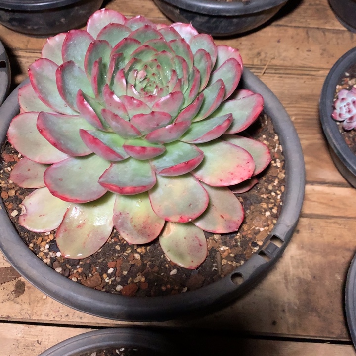 美肉特价活动开始啦