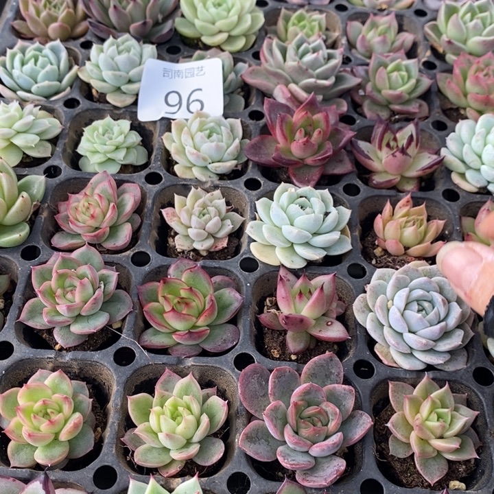 96 多肉植物盆栽花卉植物