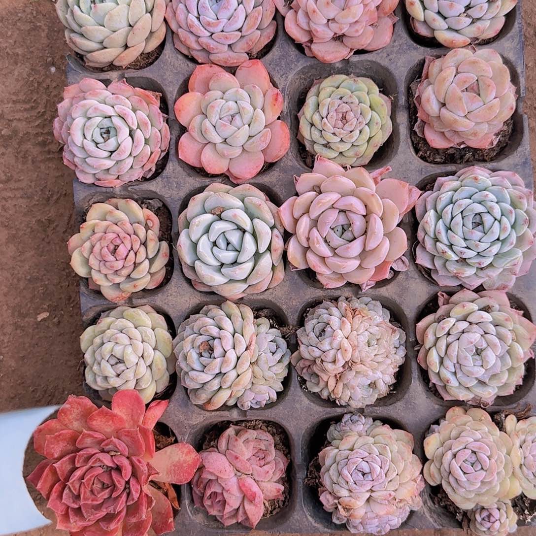 直播一物一拍多肉17