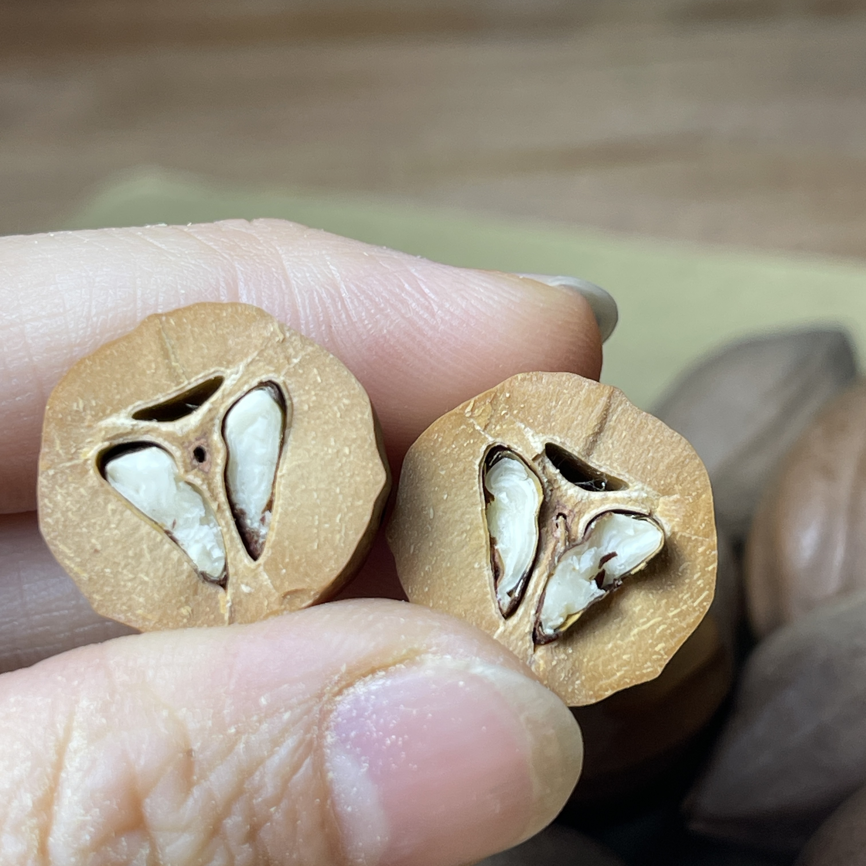 8号极红老橄榄核1.7-1.8长33-37厚0.55 30颗