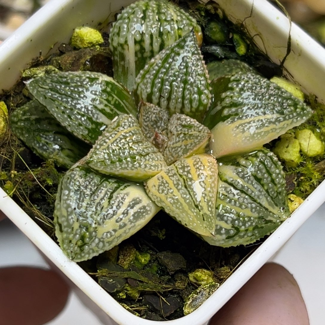 十二卷多肉植物1816潘多拉