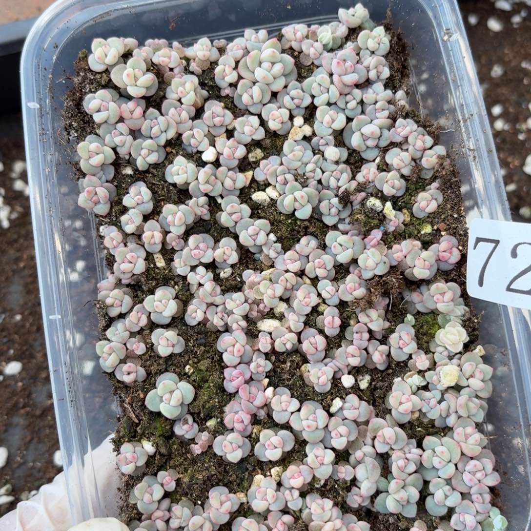 多肉植物多肉植物72