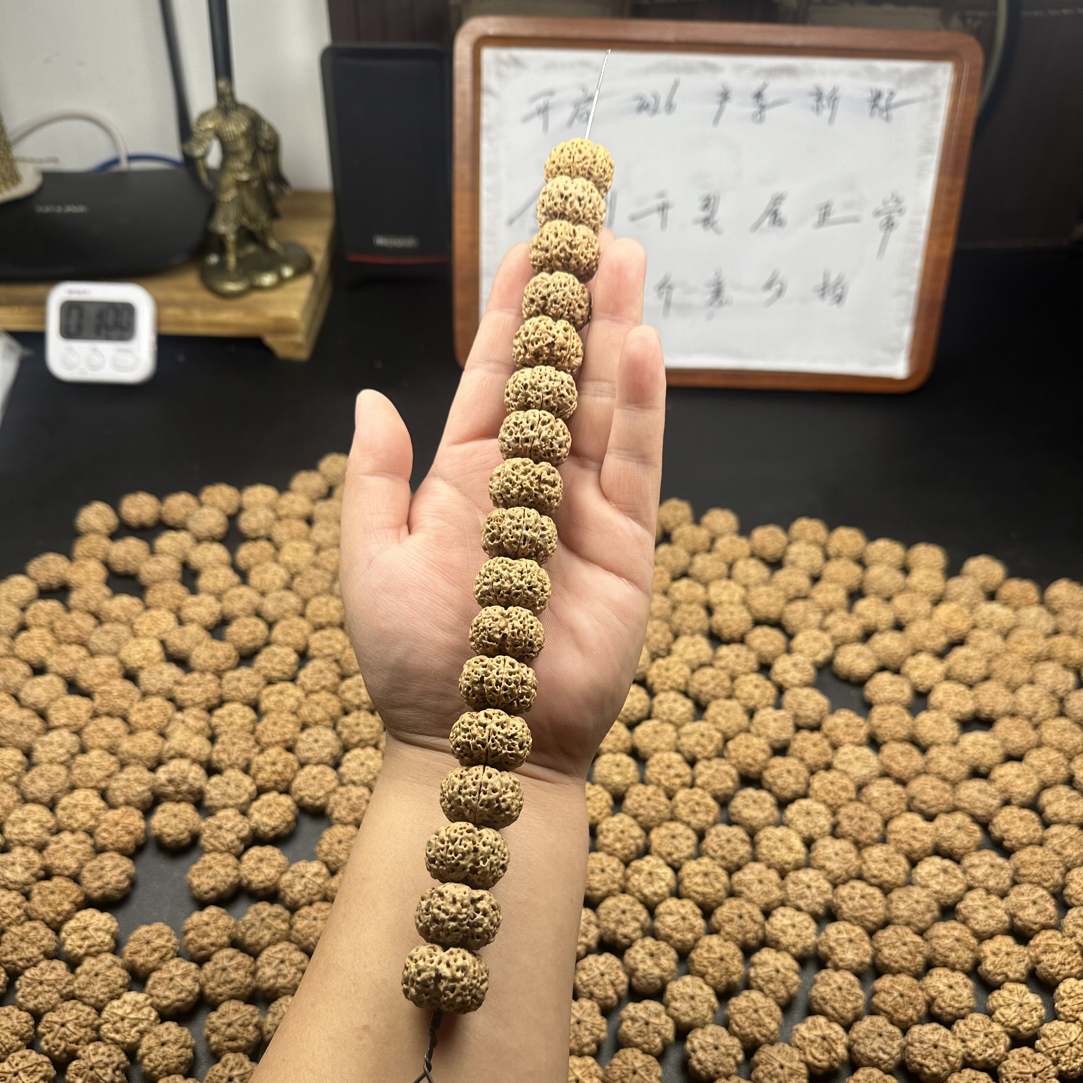 新籽飞碟梅花（1号货）头货定制