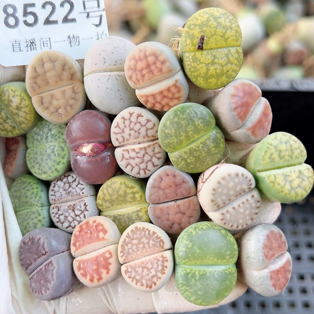 8522 好养易活生石花大母本22个