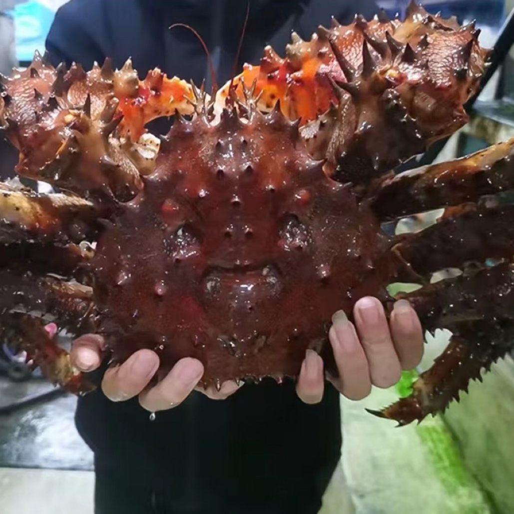 帝王蟹 花椒帝王蟹 鲜活发货 包活到家 失水/脱水10%