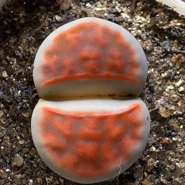 生石花1111111。   217