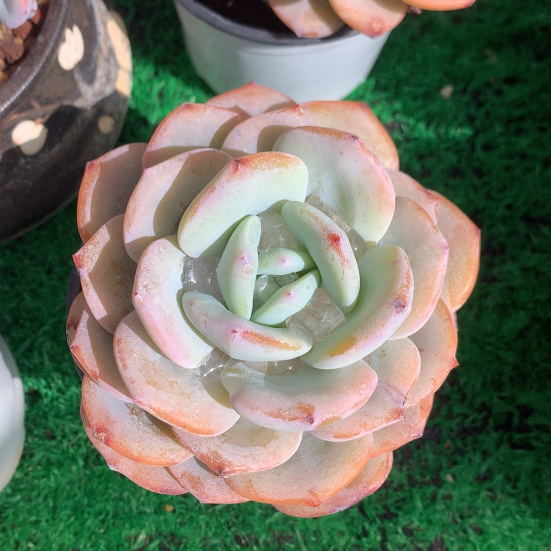 韩版奶茶单头老桩9公分