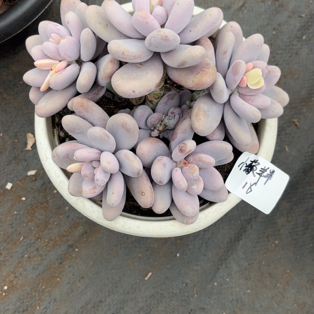 懒**羊鸡蛋美人多肉植物