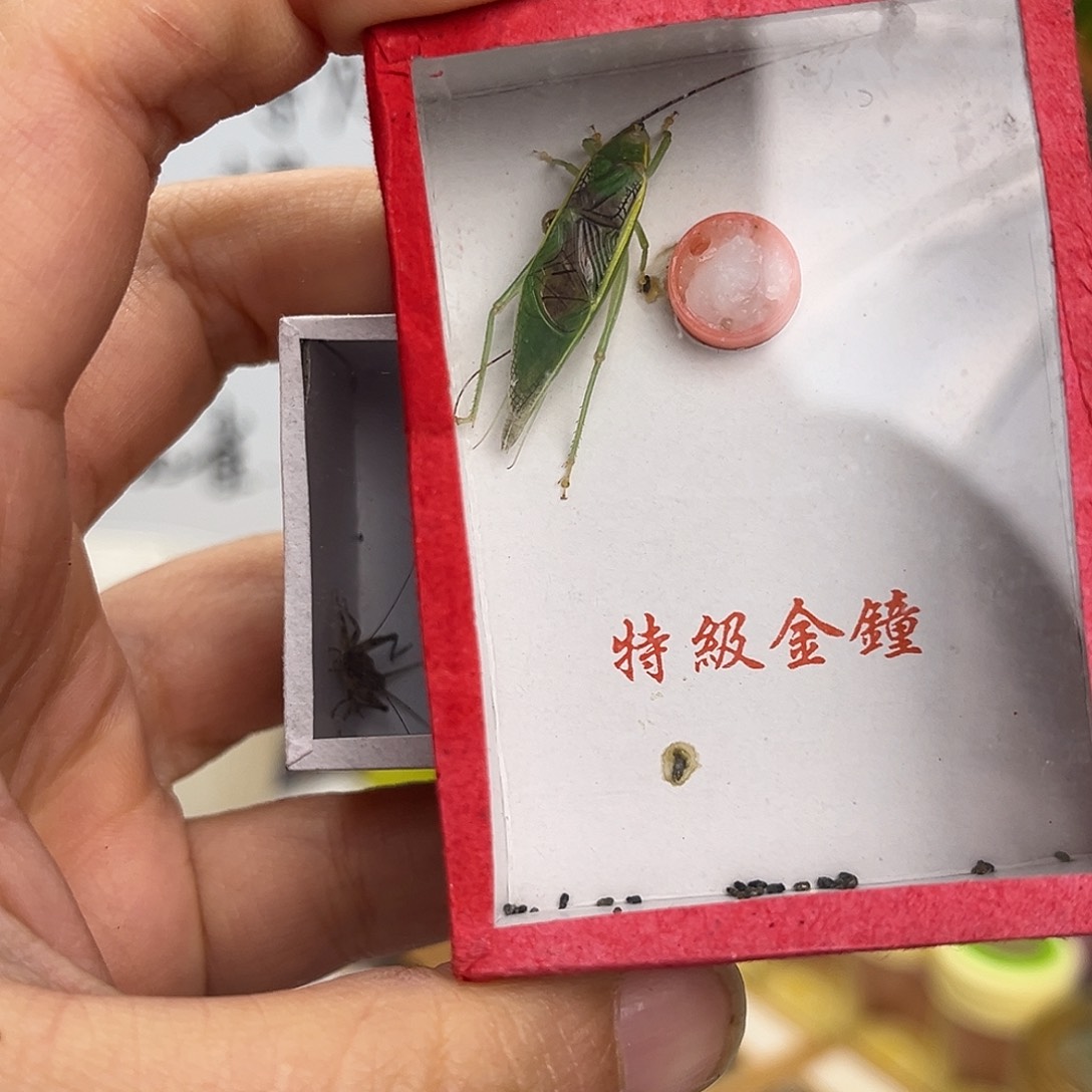 张***不金孔雀1金钟哈哈哈哈