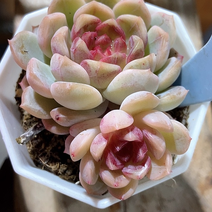 多肉植物糖果珍妮2019