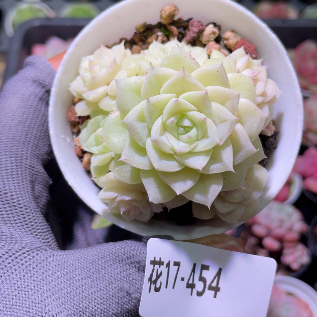 花利美17-454白天鹅