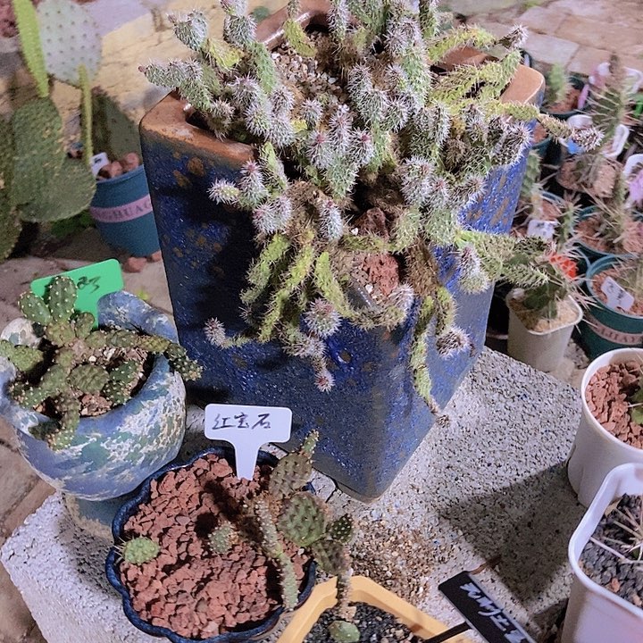 S***桉加仓盆0.5加仑两个