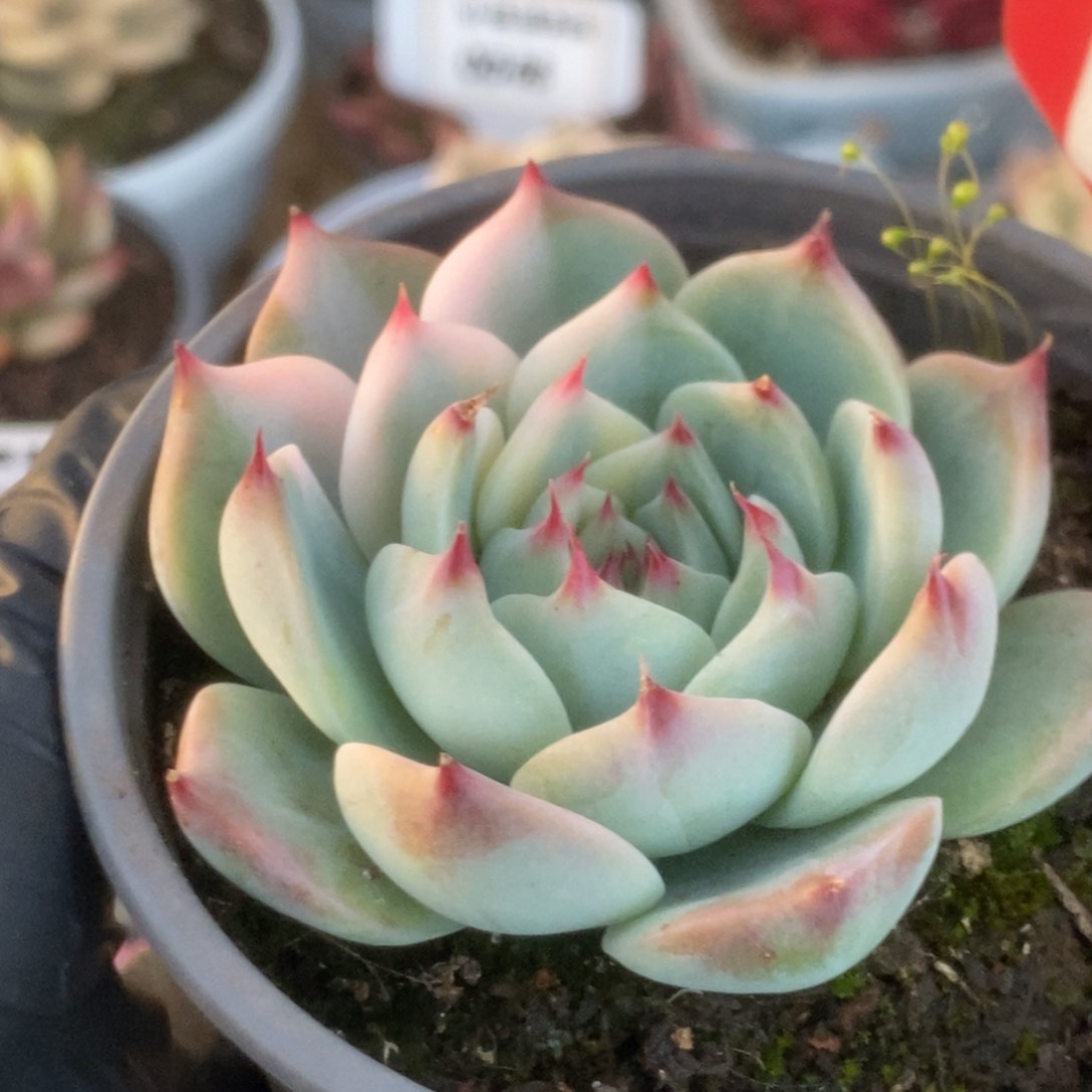 516吉娃娃锦锦锦锦锦锦