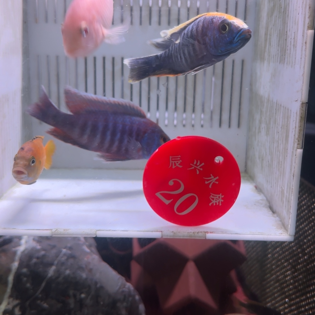 解***8慈鲷鱼直播20号4条