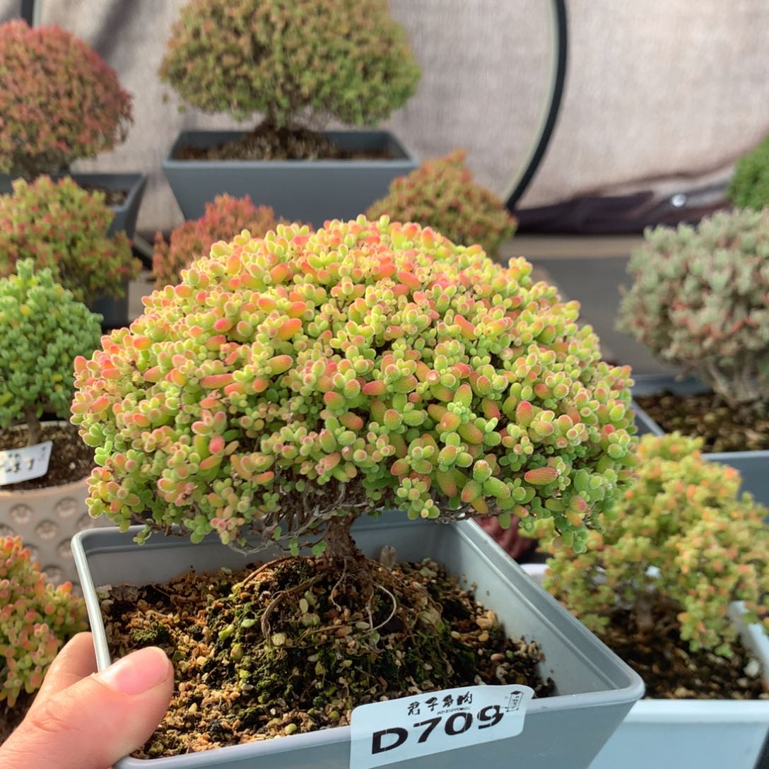 709蜜橘糖球土干发货