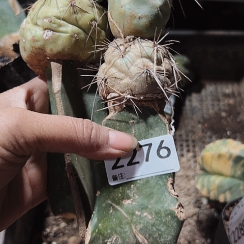 2276两个无根习志野仙人球