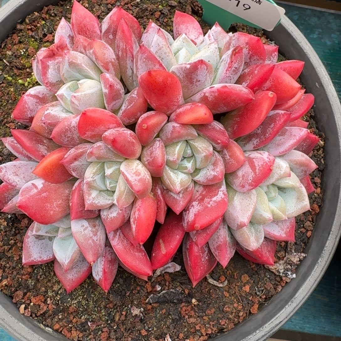 从前慢花园多肉编号1228-19