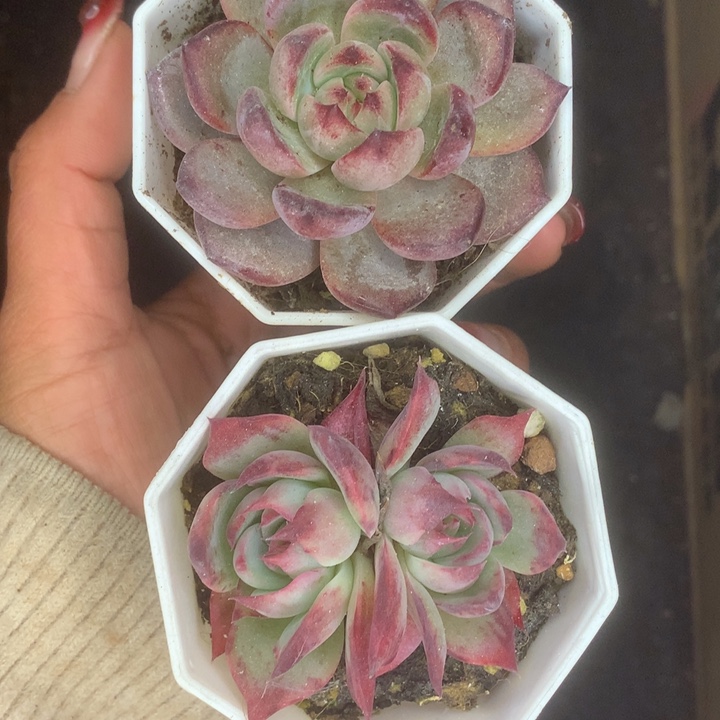 夜魔侠。惊鸿仙子双。（满9.99包邮不满9.99发叶子）