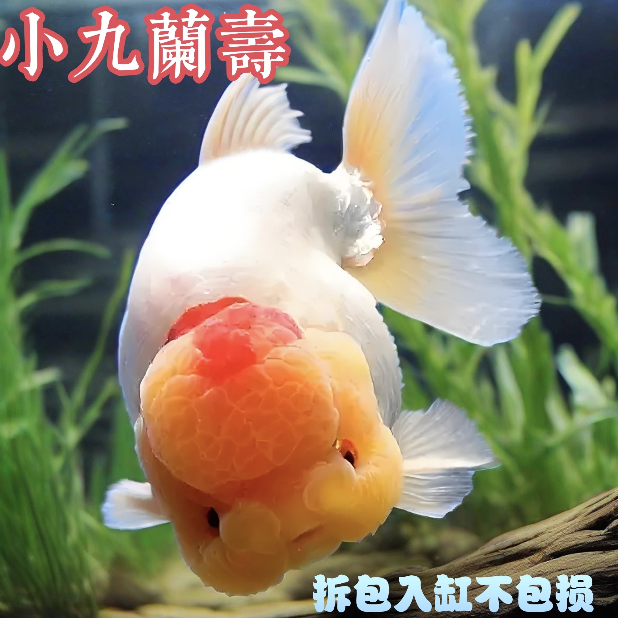 小型观赏冷水鱼兰寿泰狮玛丽好养耐活（直播间马印灯效果介意勿拍）