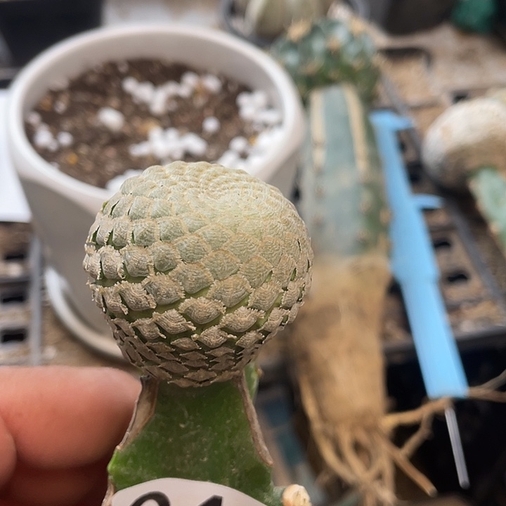仙人球鱼鳞大吉46号