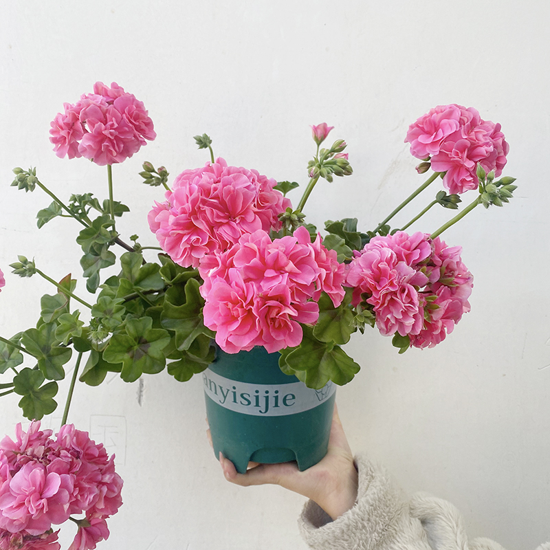垂吊天竺葵老桩盆栽带花苞发货四季开花室内阳台庭院好养花