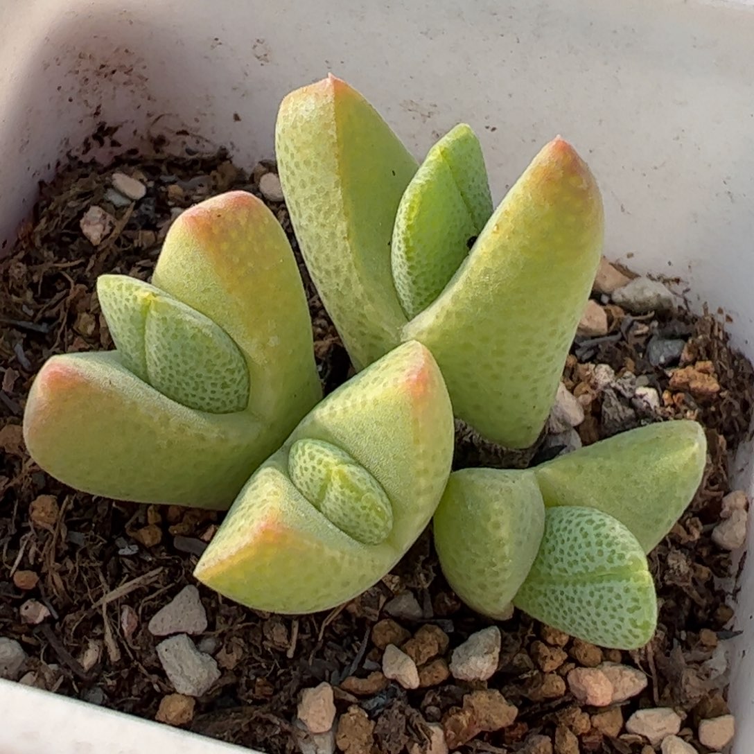 952多肉植物百科