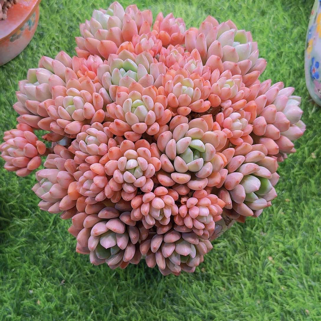 白鹭群生多肉一物一拍