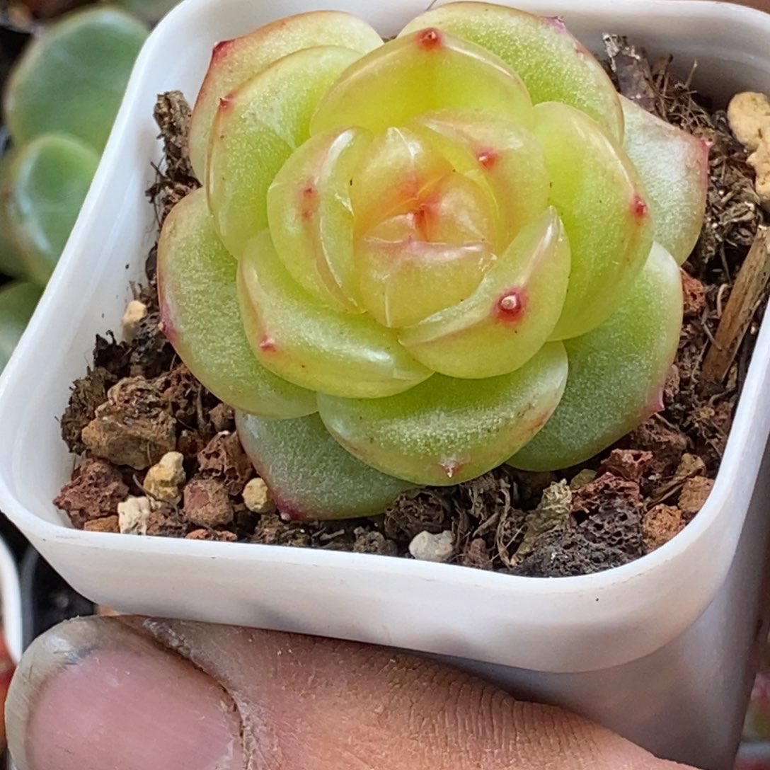 天官赐福百无禁忌