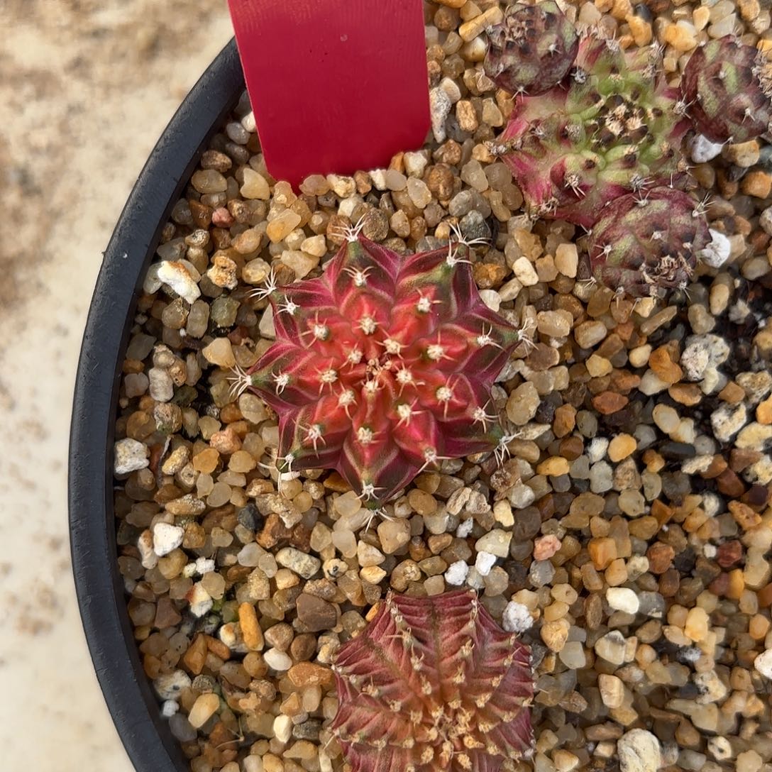 大***恋L510-1024泰国发货