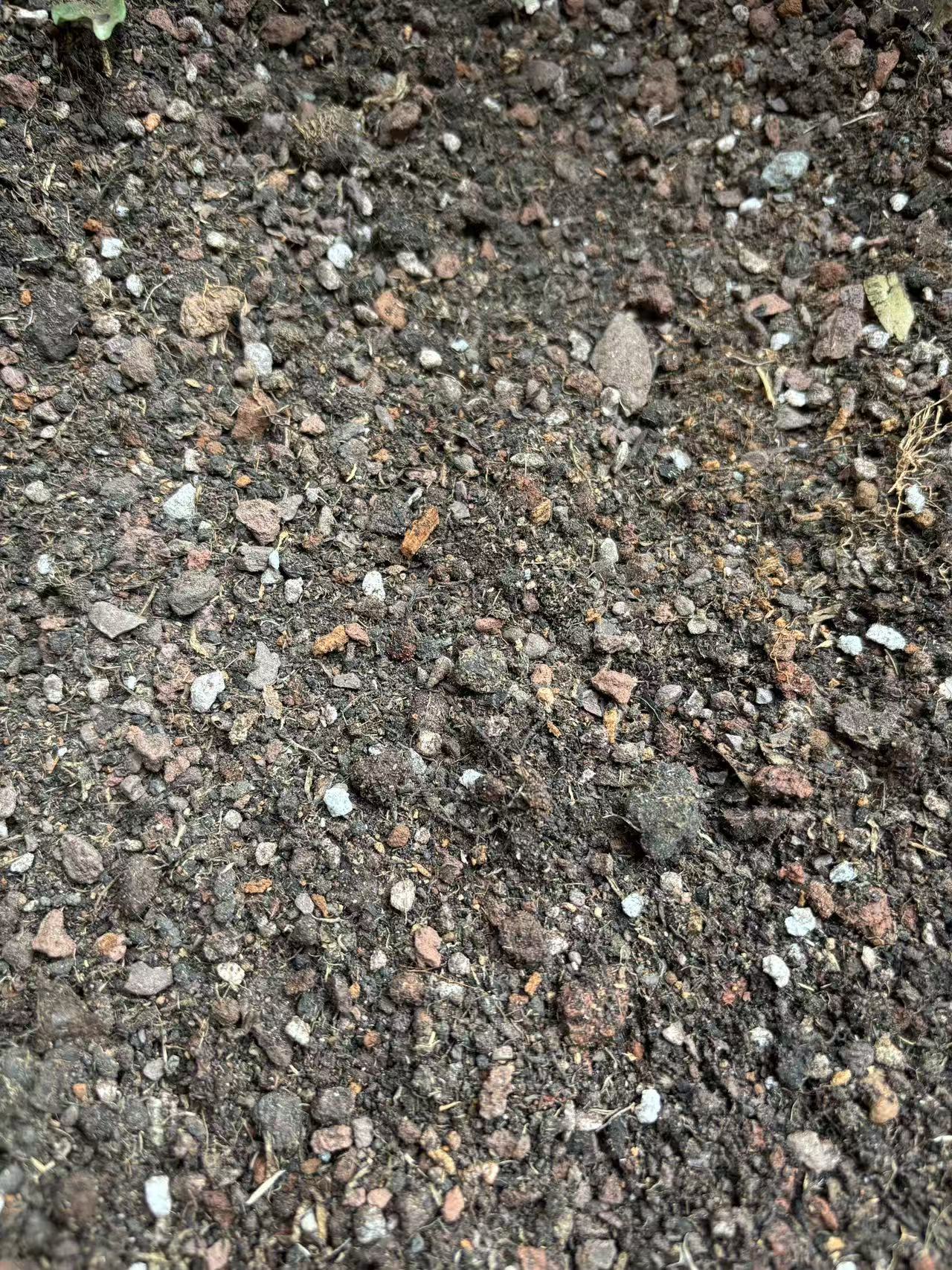 金弹子老鸦柿配方土