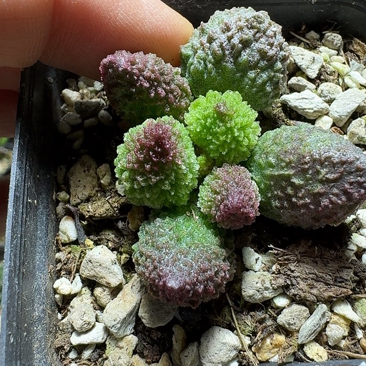 691朱紫玉脱土发货掉叶子不包损