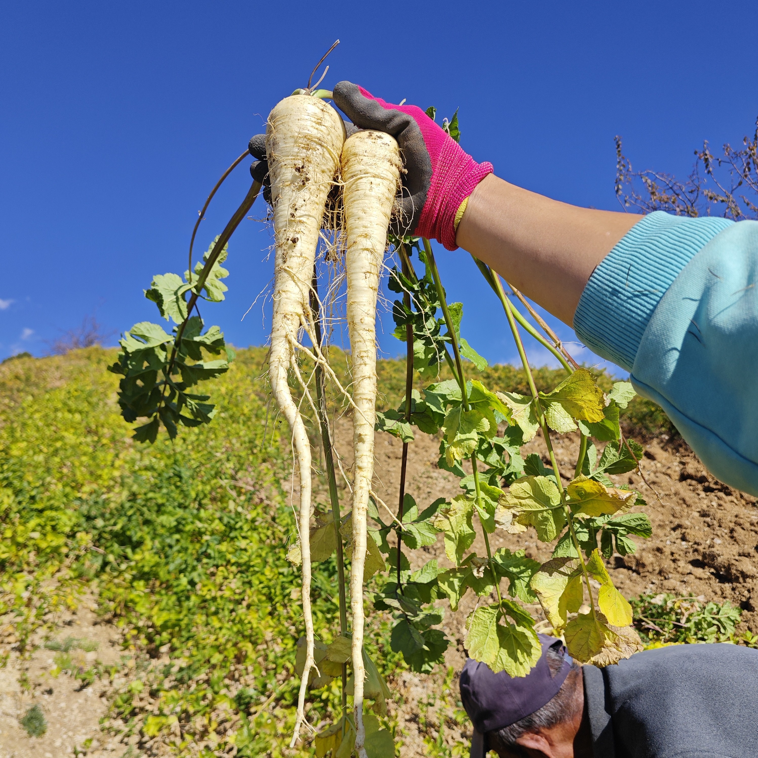 云南大理洱源高山自然生长 奶油胡萝卜/香芹萝卜/防风根果/土洋参