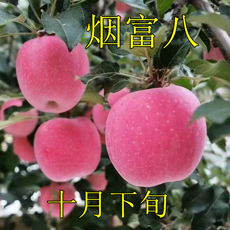 烟富八号苹果树苗众成秦富系列早熟晚熟苹果嫁接树苗南北方种植