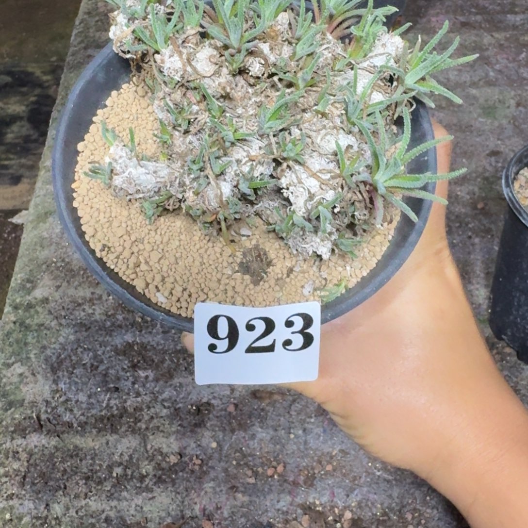 天赐块根多肉植物