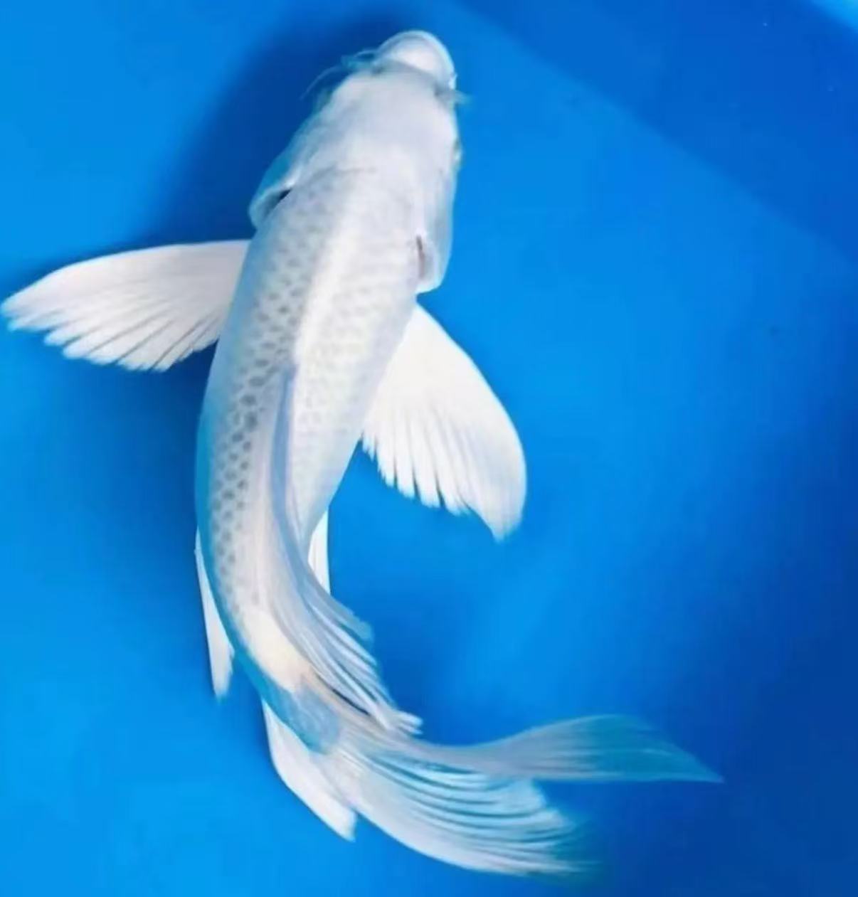 水中仙子白蝴蝶鲤龙凤锦鲤大鳍大尾飘逸水中仙子