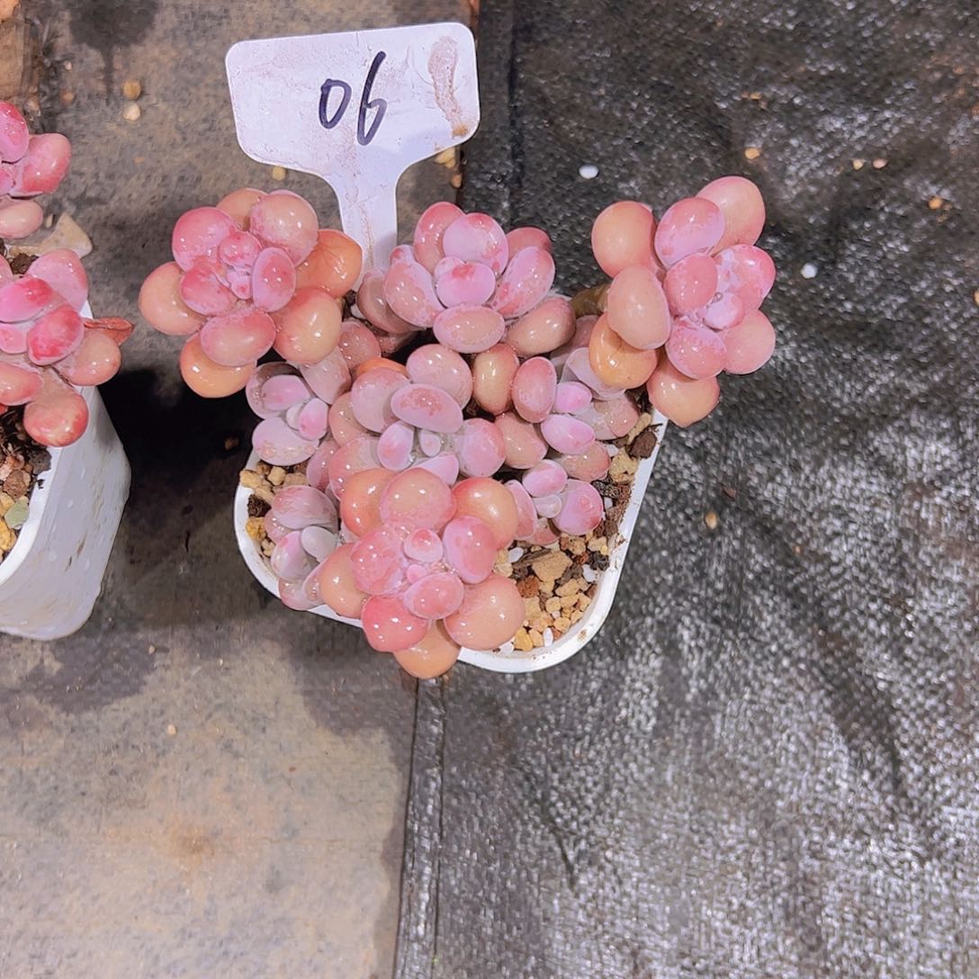 小**：06桃蛋。。。。。。。。