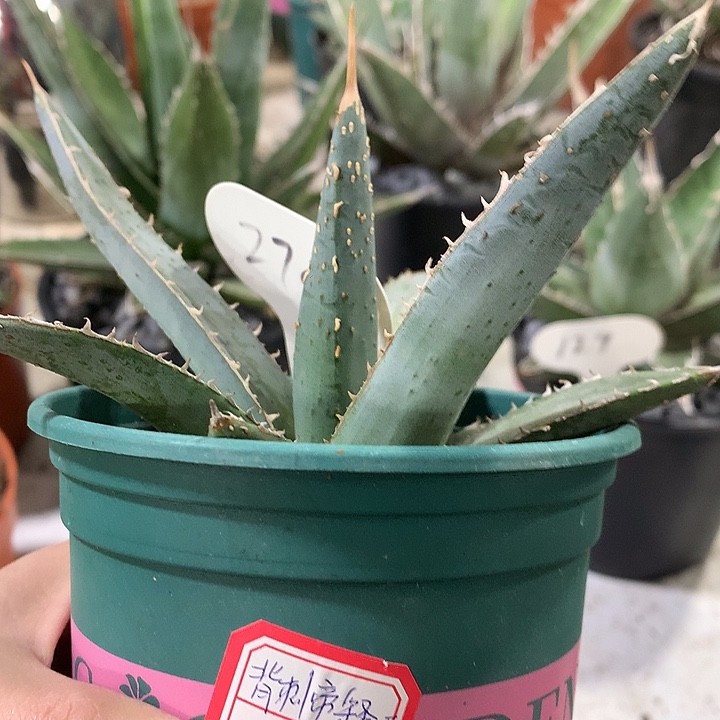 270背刺帝释天66666666666