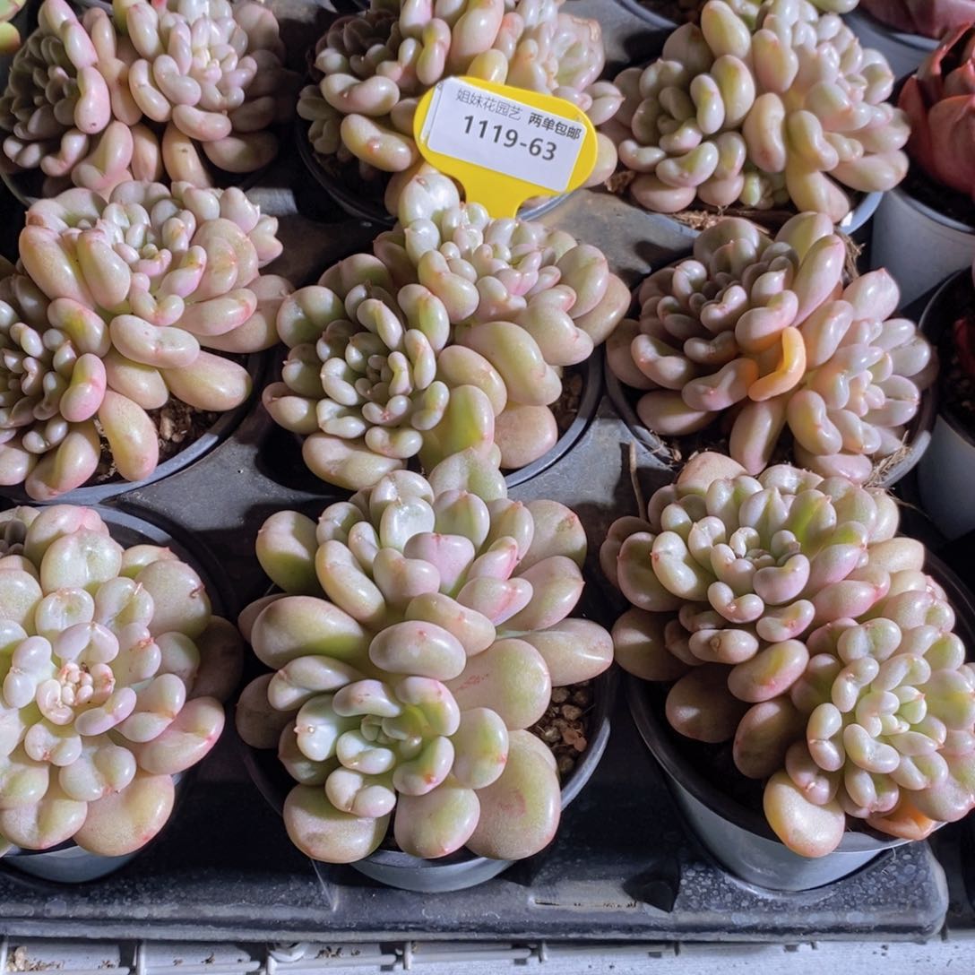 1119-63-比尔盖茨双头一个