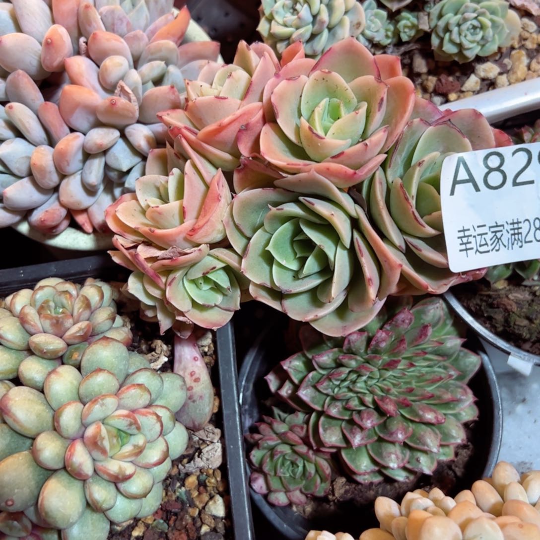 幸运的是我的朋友是