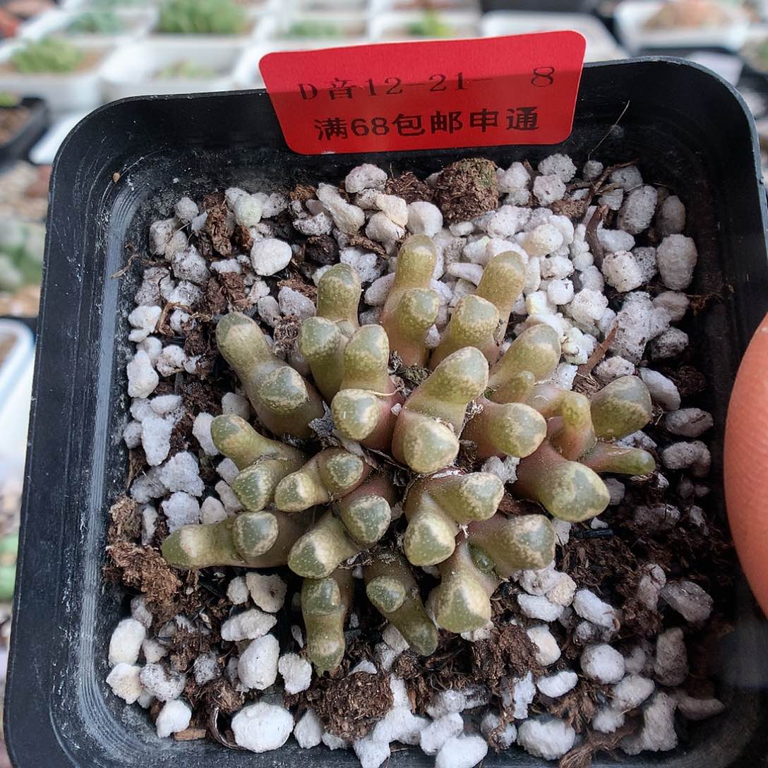 12-21-8  火柴一群