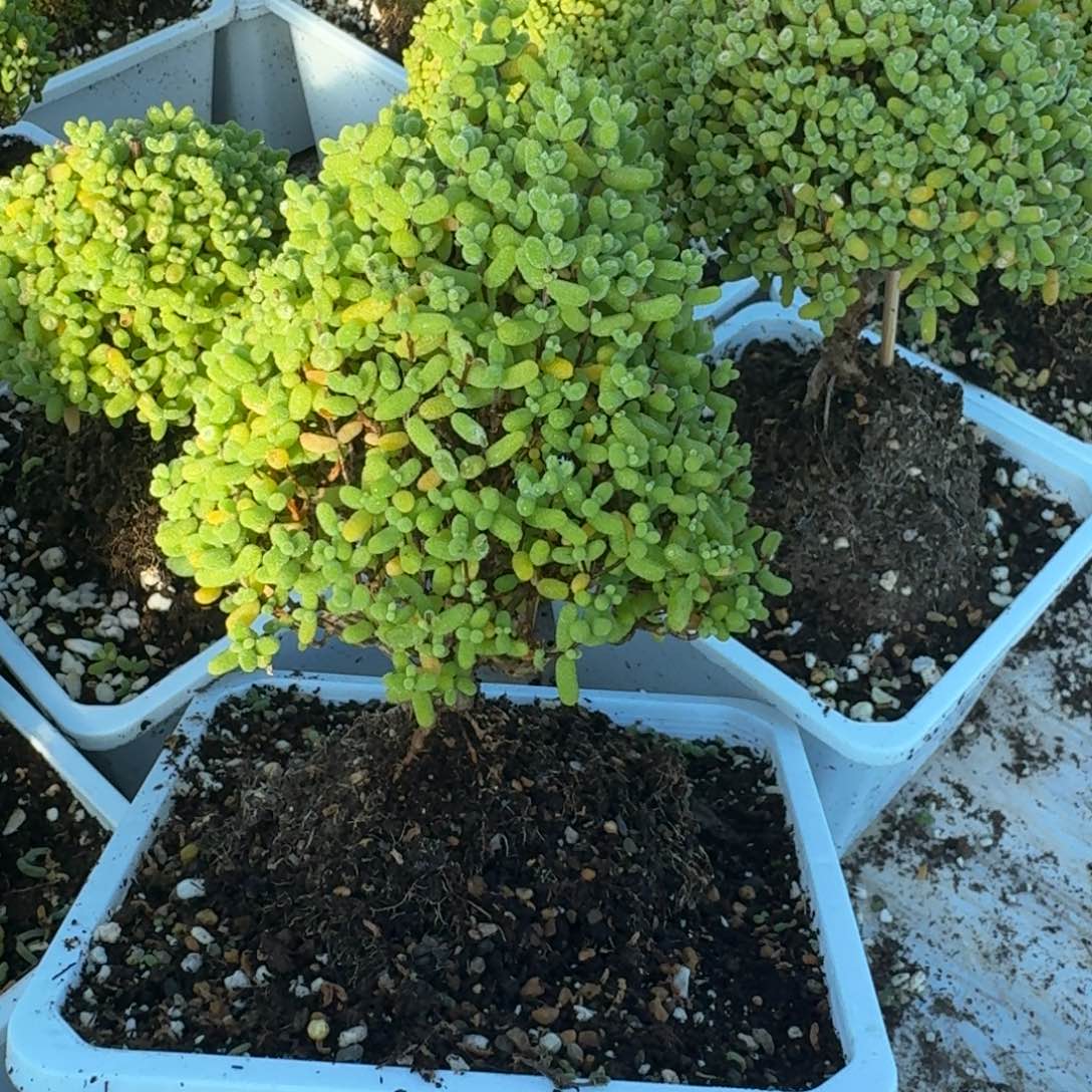 d***o圣诞树金橘带盆带土发