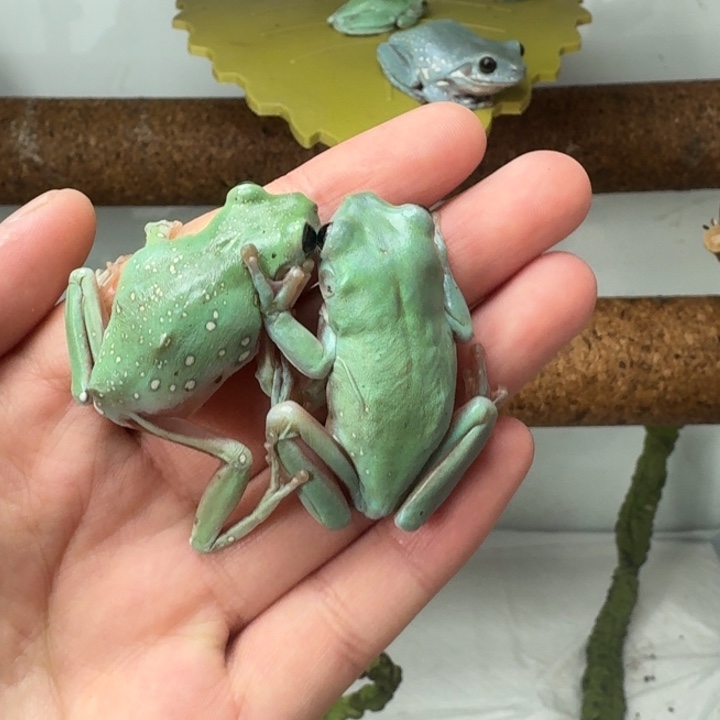 老爷树蛙开播福利捡漏款 99米两只