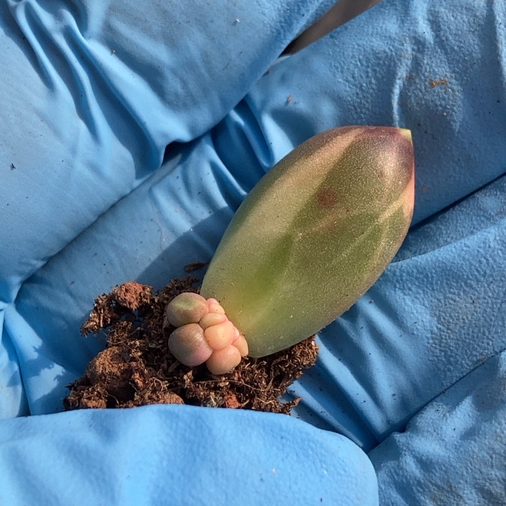 千代田之松锦多肉植物