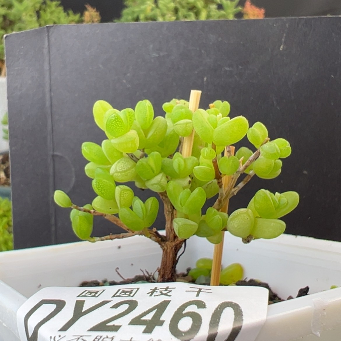 【闪购商品】dy2460小老桩元宝冠幅4.5cm