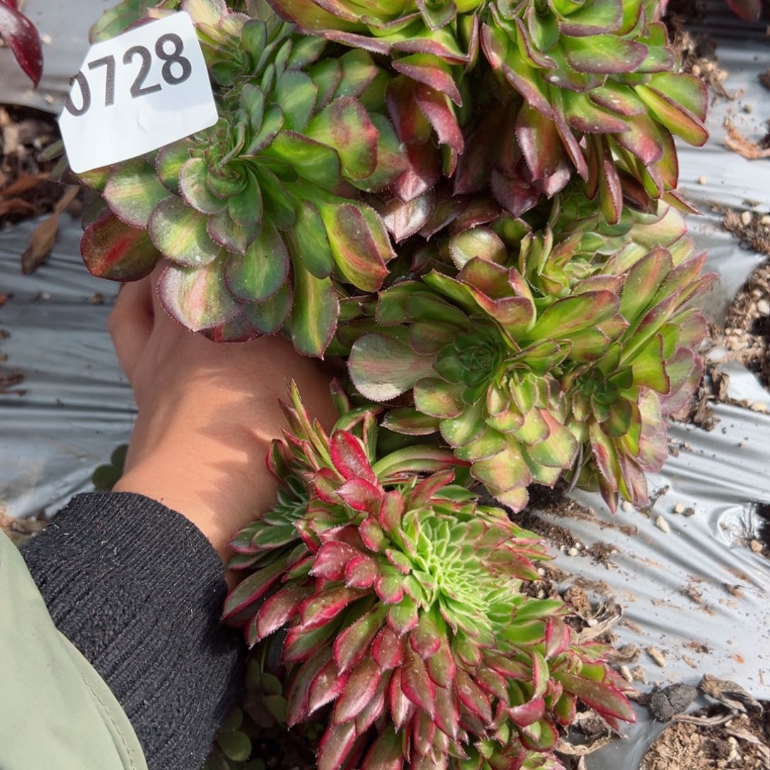 728 号多肉植物法师新年福利