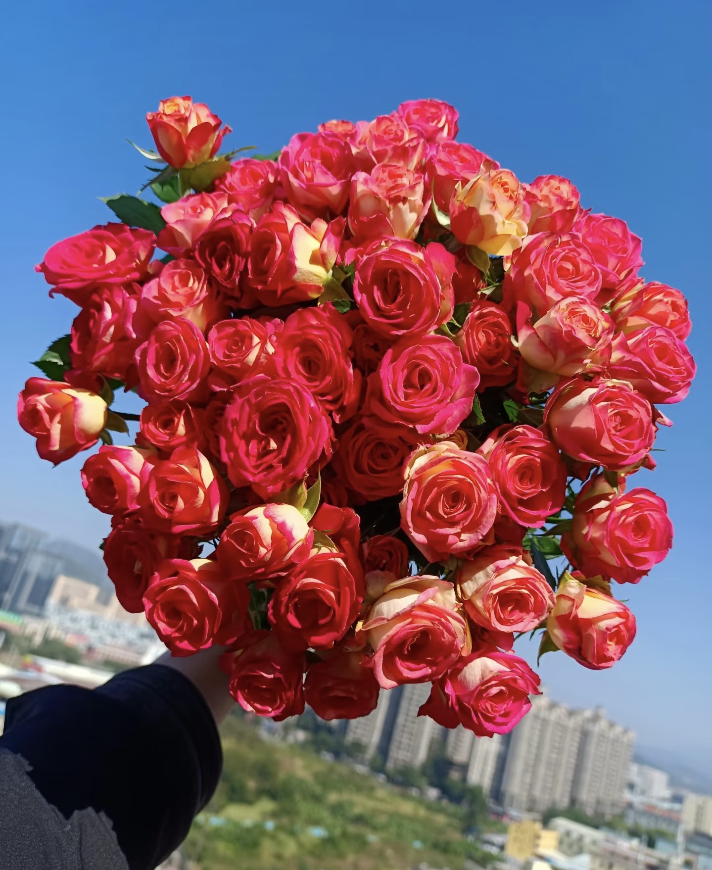 【爱丽丝多头泡泡  10支 】任意2单升级顺丰冷链/德邦空运