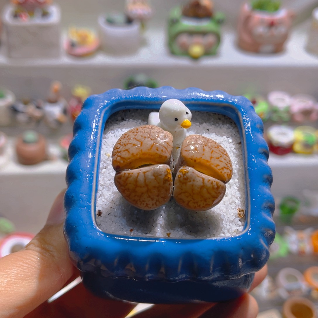 025高端多肉带盆土一套15